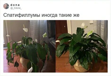 Спатифиллум не поднимает листья после пересадки