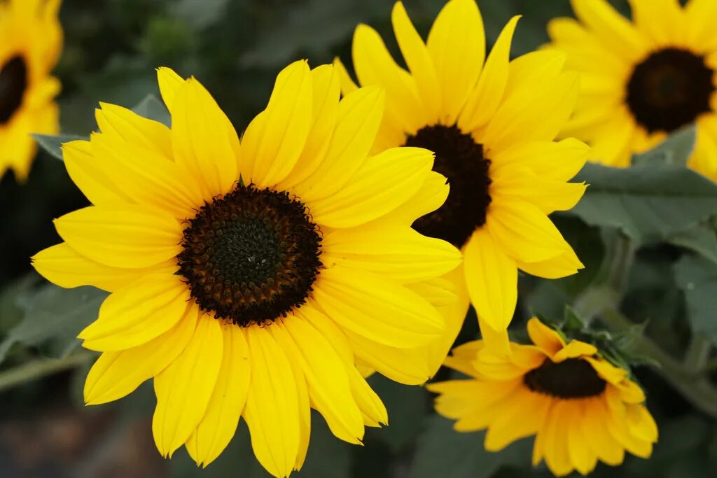 Sun flower отзывы. Гелиантус. Гелиантус Солано Дабл. Flower like Sunflower.