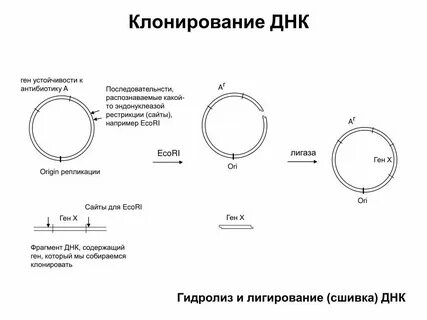 Метод рекомбинантных плазмид последовательность
