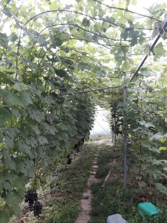 Виноград в теплице. Парник для винограда. Шпалера для винограда в теплице. Виноград в оранжерее. Теплица для винограда