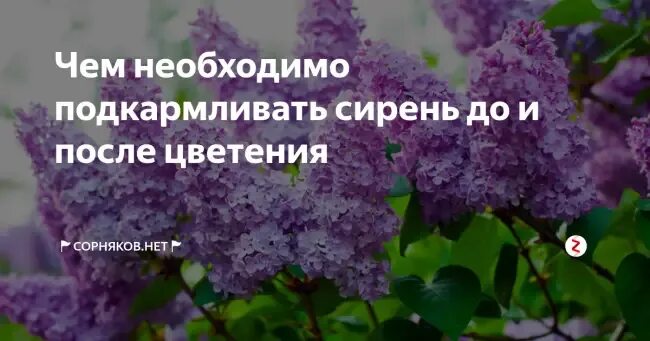 Чем подкормить сирень. Сирень после цветения. Подкормка сирени. Сирень Федерико Гарсиа Лорка. Чем удобрять сирень.