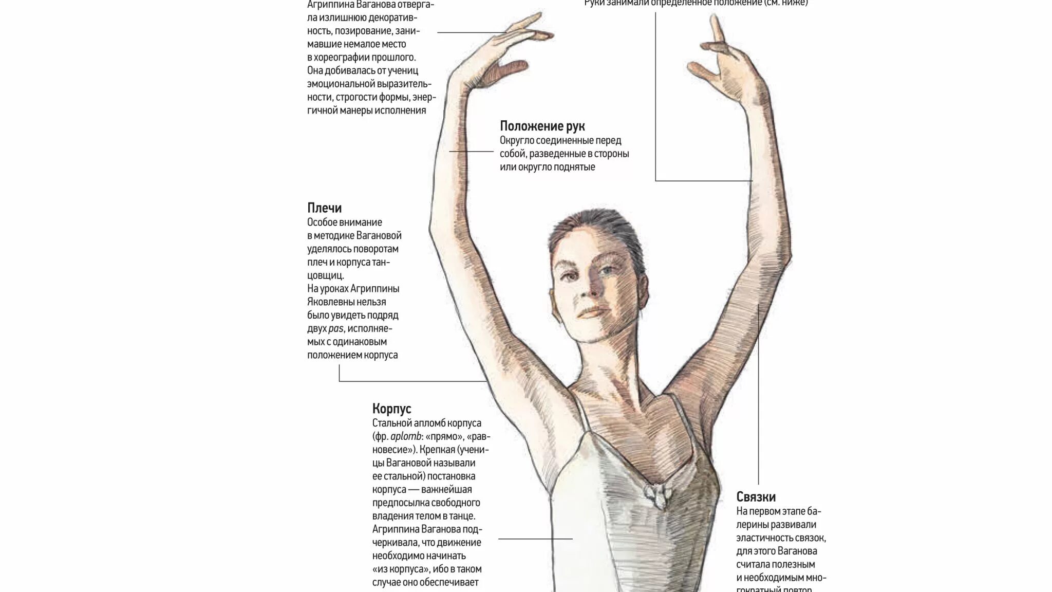 Апломб значение. Апломб в классическом танце. Позиция кистью для балета. Апломб это простыми словами.