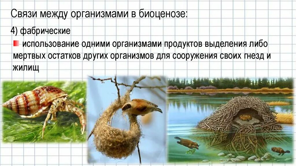 Типысвязкй между организмами в биоценозе. Взаимосвязь организмов в биоценозе. Связи между организмами в биоценозе. Примеры связи организмов в биоценозе. Связи организмов в биоценозе.