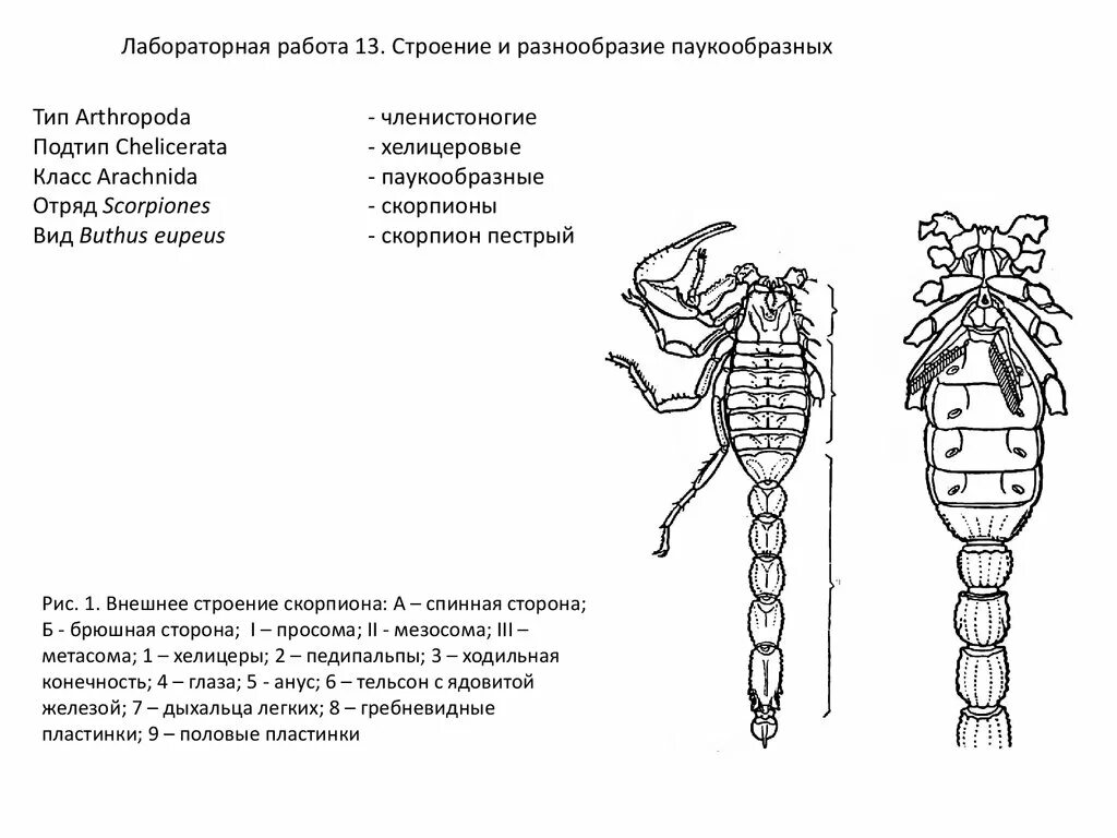 Лабораторная работа внешнее строение членистоногих. Лабораторная работа "изучение внешнего строения ракообразных". Строение членистоногих ракообразные. Схема внутреннего строения членистоногих. Лабораторная работа внешнее строение членистоногих.