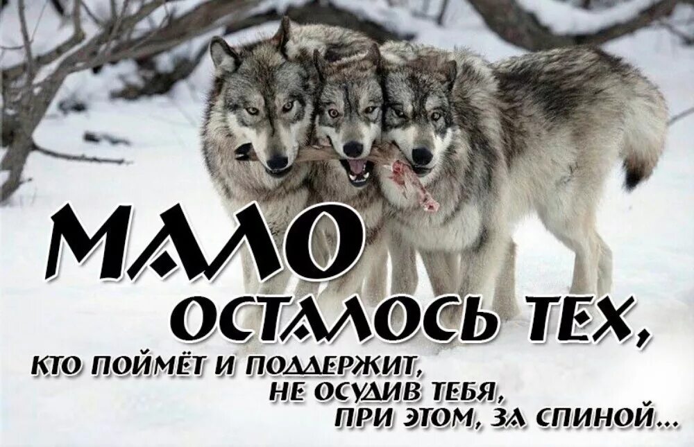 С волками жить все. С волками жить по Волчьи выть. С волками жить. С волками жить по Волчьи. В волчьей стае жить по Волчьи выть.