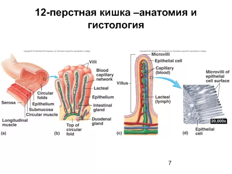 12 кишка гистология. Строение 12 перстной кишки гистология. строение 12 перстная тонкая кишка. строение стенки 12 перстной кишки.