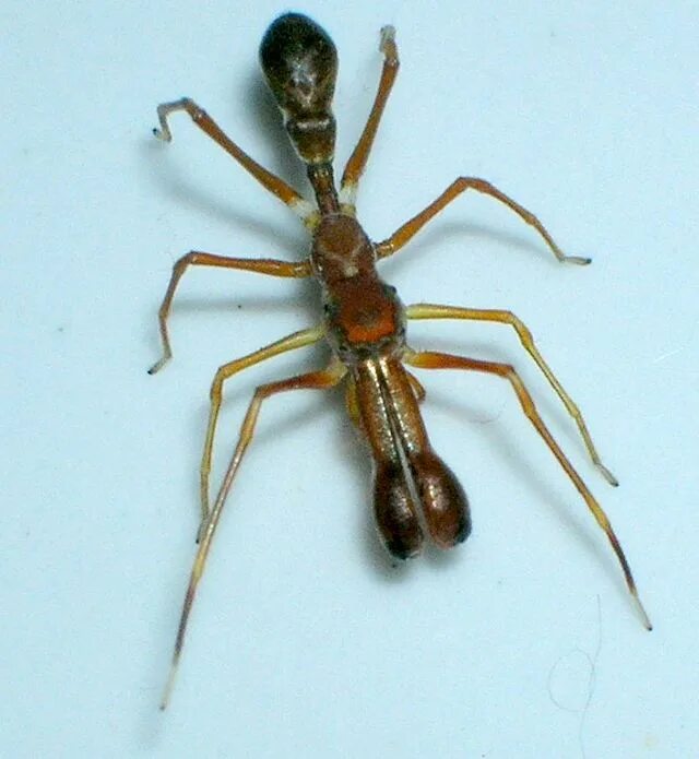 Пауки шри ланки. Myrmaplata plataleoides. Oecophylla longinoda. Myrmarachne Аранеоморфные пауки. Паук скакун муравей.