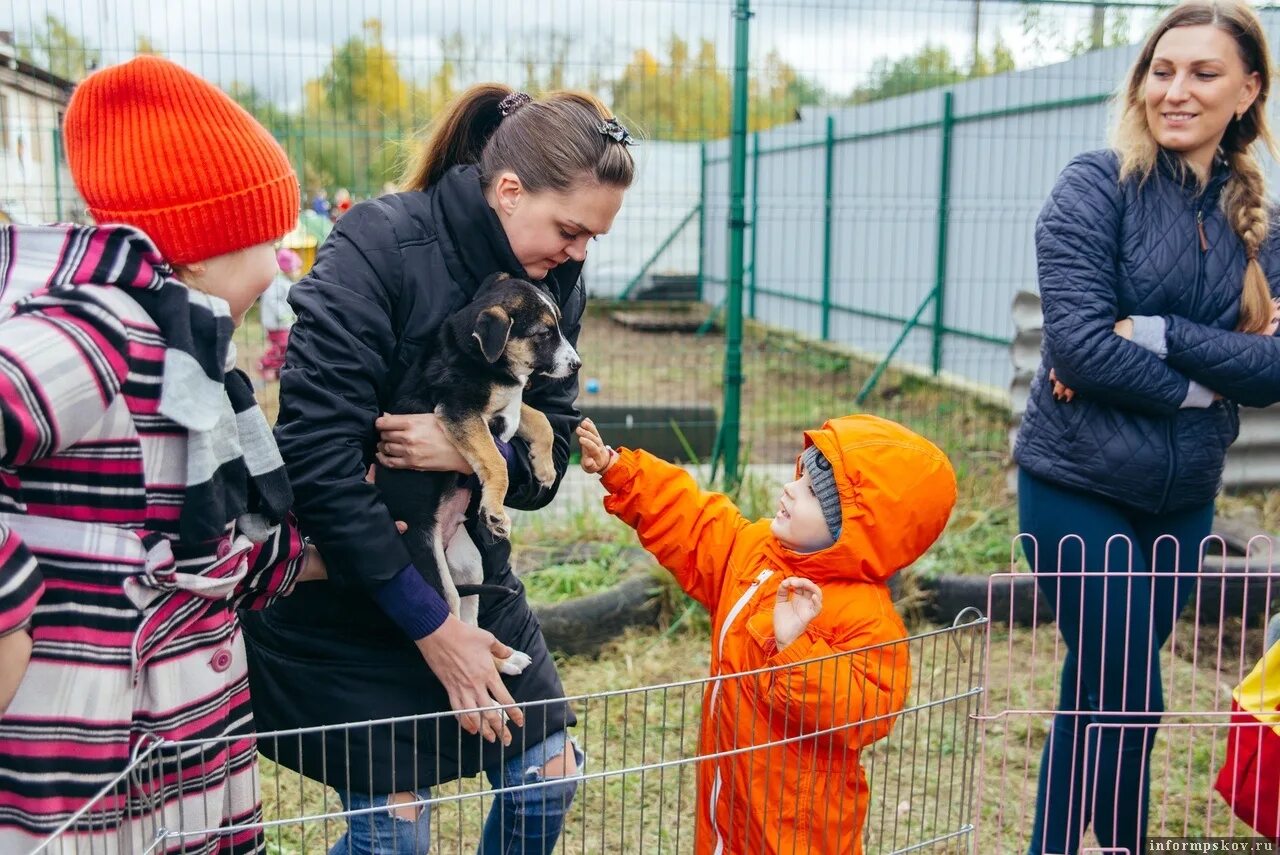 Приют лесопилка. Зоозащита Псков Лесопилка приют. Приют для животных шанс Псков. Зоозащита Псков.