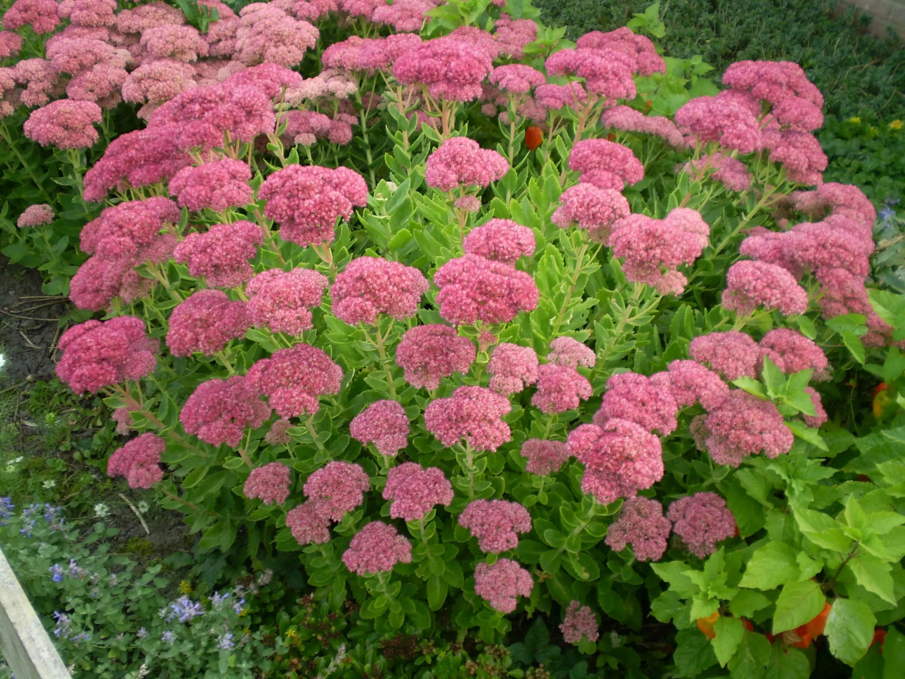 Седум цветок многолетний фото. Очиток Видный (Sedum spectabile `Brilliant`). Очиток Видный 'Brilliant'.