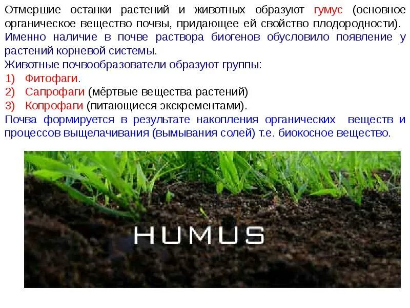 Органическое вещество почвы гумус. Роль гумуса в плодородии почвы. Гумус это органическое вещество. Органическое вещество придающее почве плодородие.
