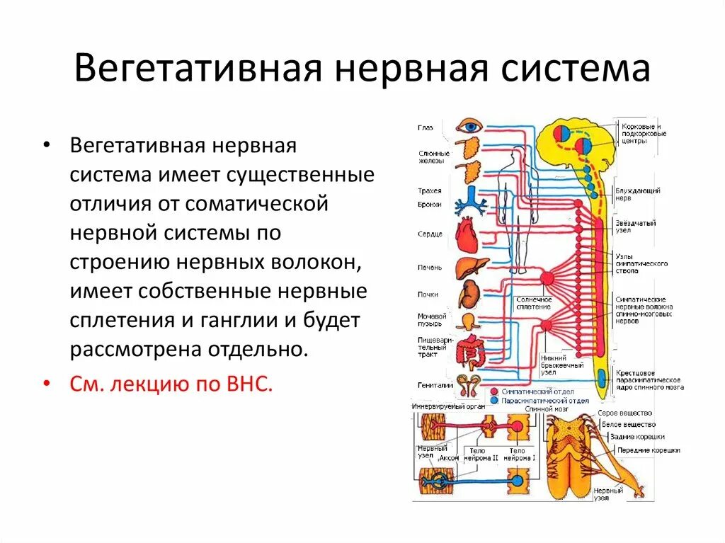 Высшие центры автономной вегетативной нервной системы находятся. Центральные отделы вегетативной нервной системы состоят из:. Нейроны ядер центрального отдела вегетативной нервной системы. Вегетативная нервная система состоит из.