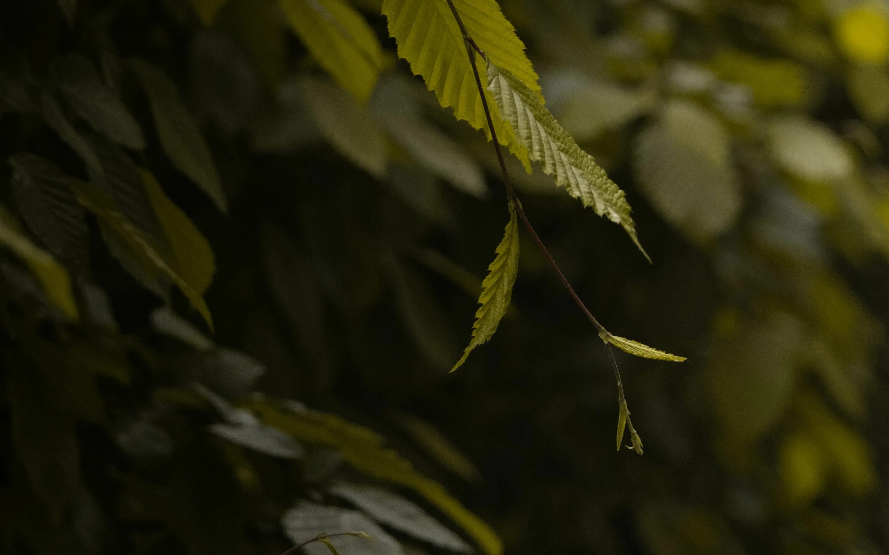 Ветка дерева. Листва деревьев. Ветка с листьями. Ветви листьев. Ветка с листьями.