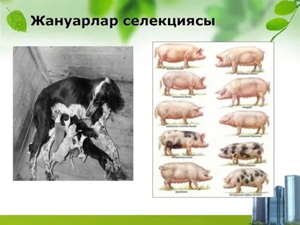 В селекции животных практически