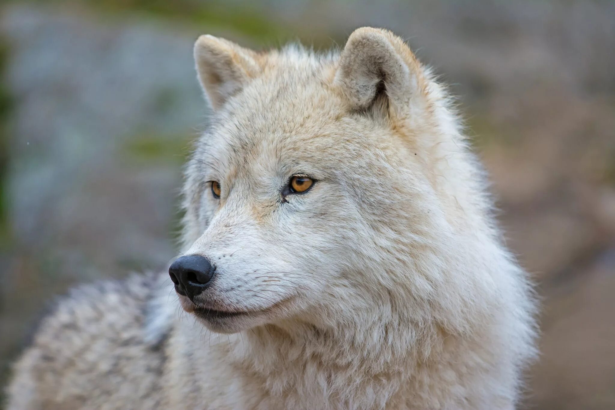 Мелвильский островной волк. Arctic Wolf (Арктический волк). Арктический Полярный волк. Мелвильский островной волк фото.