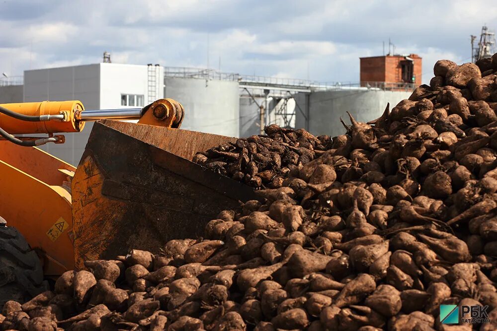 Сахарная промышленность. Современный завод. Краснодарский край сахара завод. Заинский сахарный завод кагаты. Завод сахарной свеклы раевка.