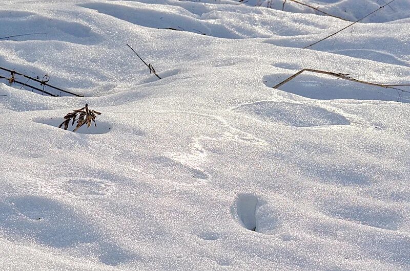 ледяная корка на снегу. зимний наст. наст на снегу. наст дети. твердый снег.