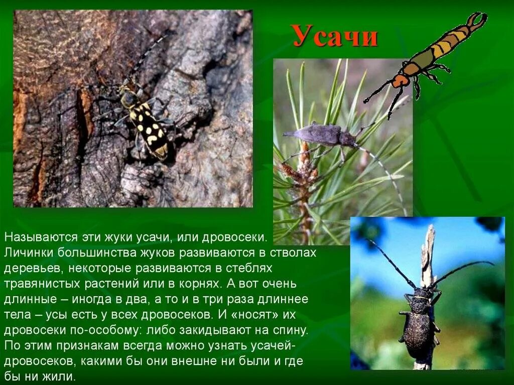 жуки * Фактрум