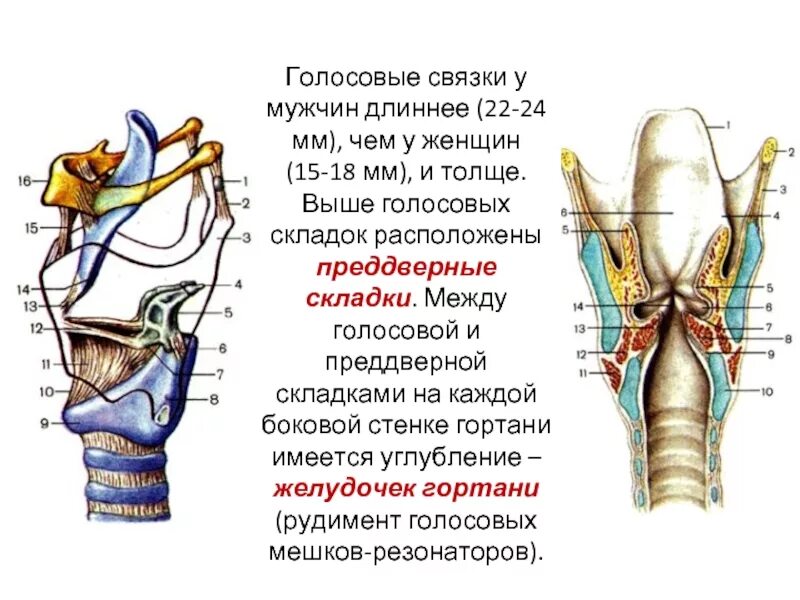 Связка называться. Голосовые связки преддверные связки. Голосовые связки вид сбоку. Голосовые связки и голосовые складки. Истинные голосовые связки образованы.