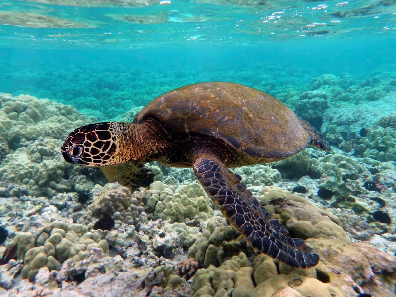 Среда обитания зеленой черепахи. Морская черепаха. Зеленая морская черепаха. Архелон черепаха. Зеленая суповая черепаха.