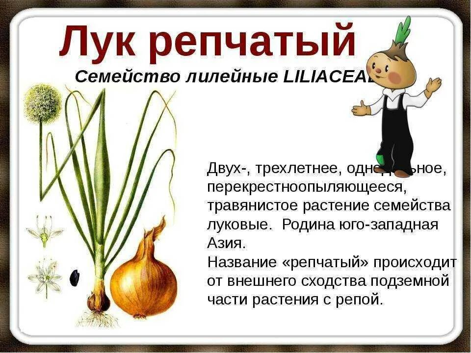 Сообщение о репчатом луке 3 класс окружающий мир. Лук описание растения. Рассказ о луке. Почему лук назвали луком