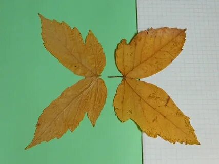 Как сделать из маленьких листиков