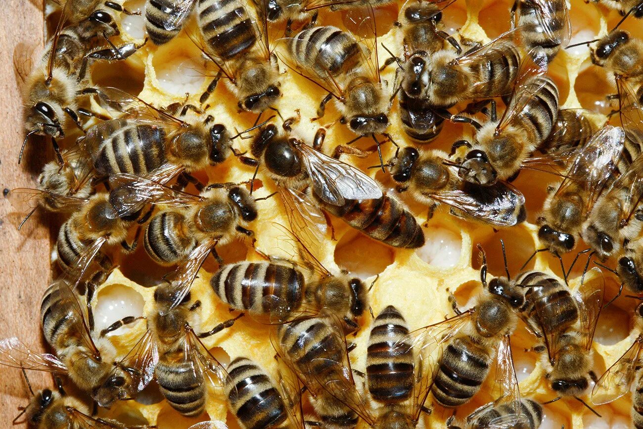 Страна меда 2. Пчеломатка Карника. Матка пчелы. Пчеломатка Тройзек 1075. Пчелиная матка и трутень.
