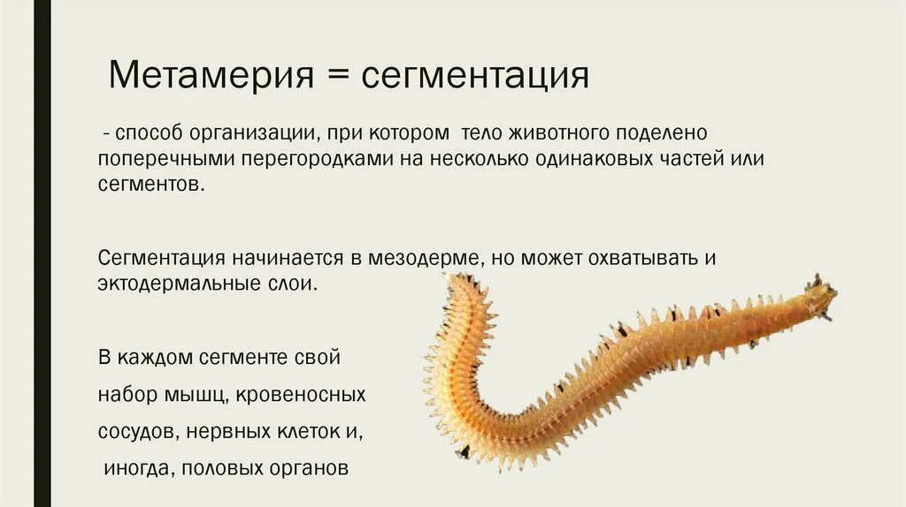 Гетерономная сегментация. Гетерономная сегментация