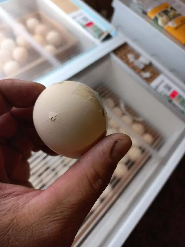 Силен яйцо. Силен яйцо. Силен яйцо. Мягкая скорлупа у куриных яиц. Силен яйцо.