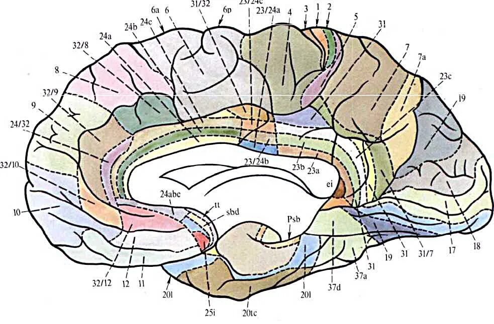 Первичные зоны мозга. Цитоархитектоника коры (поля коры по Бродману). Цитоархитектонические корковые поля. Цитоархитектонические карты головного мозга.