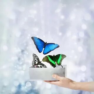 Разные живые бабочки