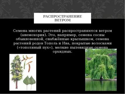 Тополь способ распространения