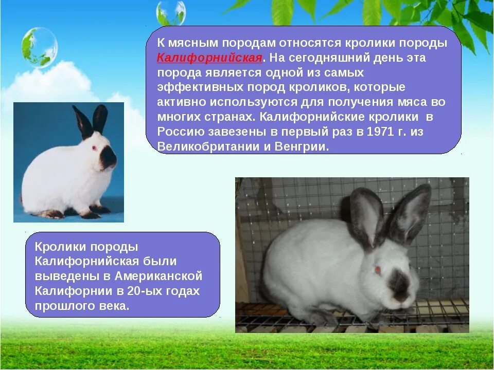 К каким животным относятся кролики. Породы кроликов. Презентация про домашних кроликов. Кролик для презентации. Породы домашних кроликов.