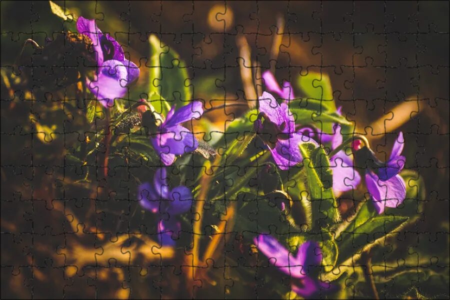 Фиалка душистая пармская. Фиалка лесная виола. Фиалка тейде. Первоцвет фиалка лесная. Лесные фиалки.