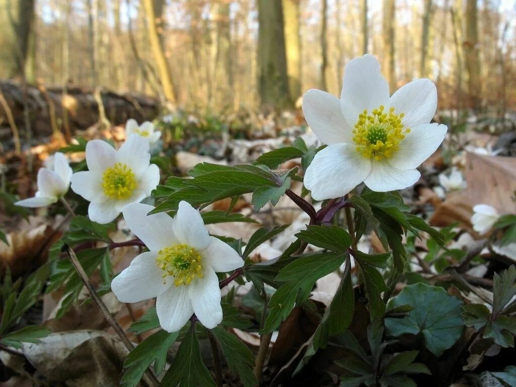 Ветреница Дубравная анемона. Ветреница Лесная (Anemone Sylvestris). Anemone ветреница Дубравная. Ветреница Дубравная Дубравная. Какой цветок зацветает первый