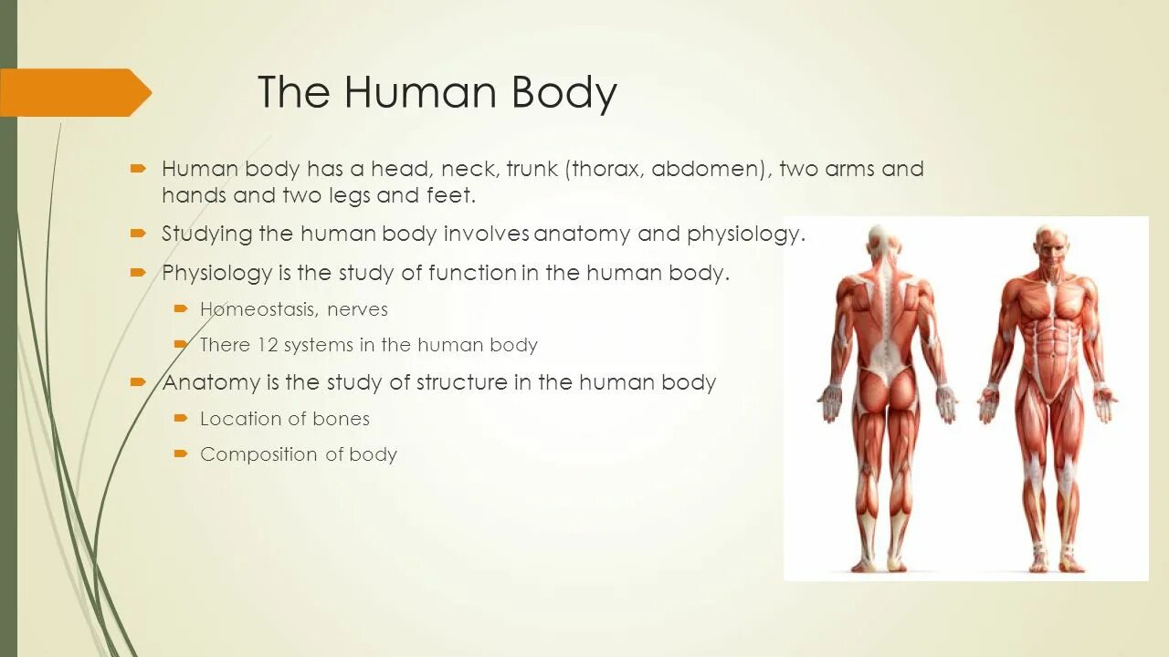 B d y h m s. Human body structure. Study of the body structure. Medical students study the structure of the Human body ответы. Русские эквиваленты the Human body.