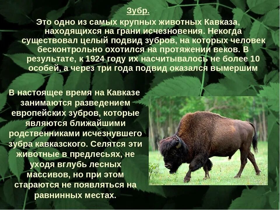 Проект на тему красная книга краснодарского края Презентация Краснодарский край Родина моя скачать бесплатно pptx