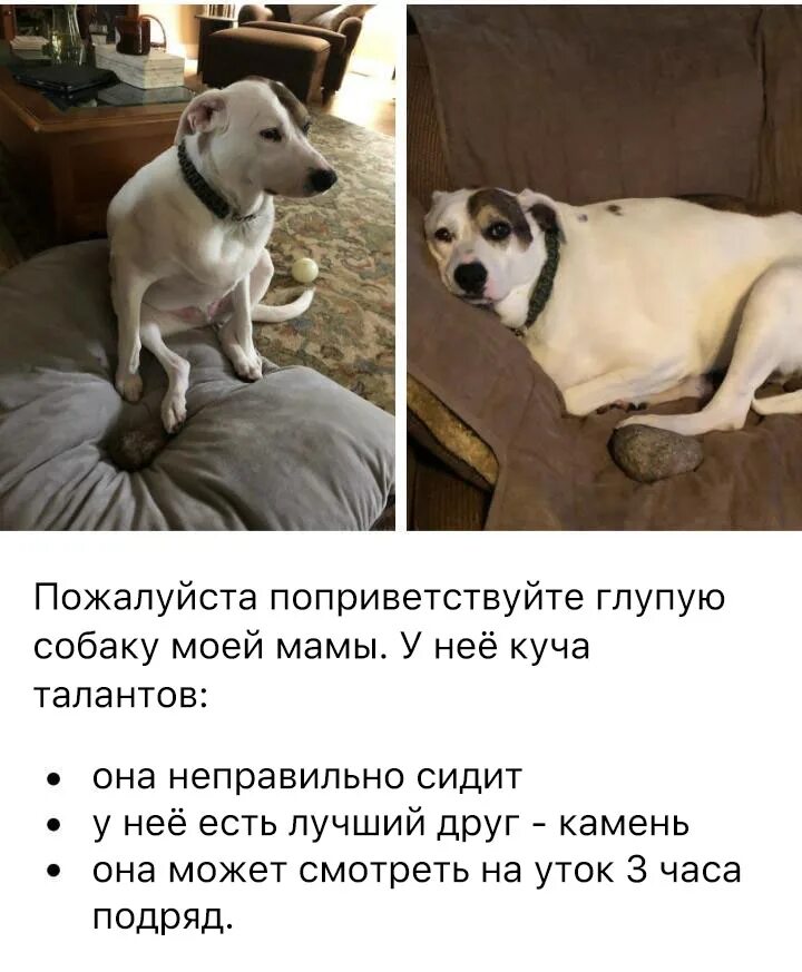 Не глупая собака. Нормальная собака. собака неправильно сидит. где нормальные собаки.