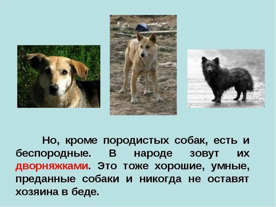 Порода собаки чихуахуа характеристики. Дворняга описание. Небольшой рассказ о собаке. Мою собаку какая она. Мою собаку какая она.