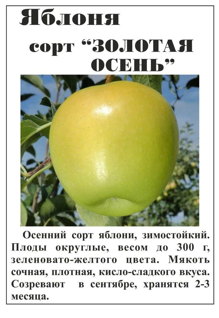 Сорт яблони голден описание. Яблоня Семеренко описание. Голден сорт яблок описание. Семеренко сорт яблок. Яблоня Голден описание сорта.