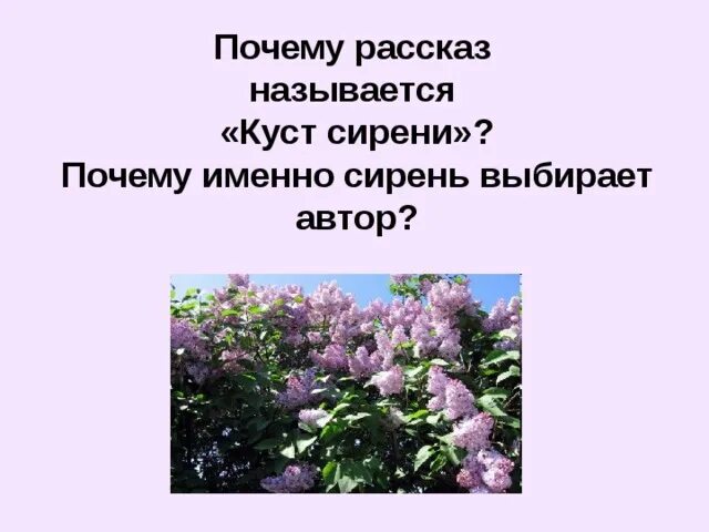 Куст сирени рассказ. Почему называется сирень. Почему сирень так называется. .Почему именно сирень выбирает Автор? *.