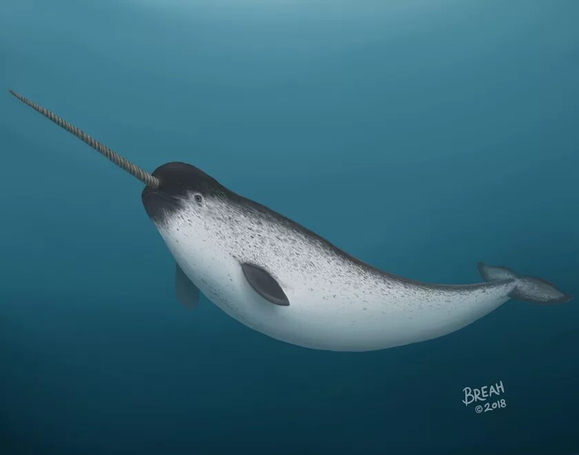 Фигурка mojo sealife нарвал 387354. Нарвал морской единорог. Нарвал. Нарвал стилизованный. Нарвал мультяшный.