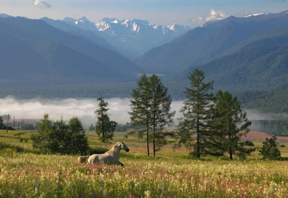 Алтай Барнаул природа. Природа Алтая с алтайцами. Сибирская Швейцария Горно-Алтайск. Пейзаж горы деревня Алтай.