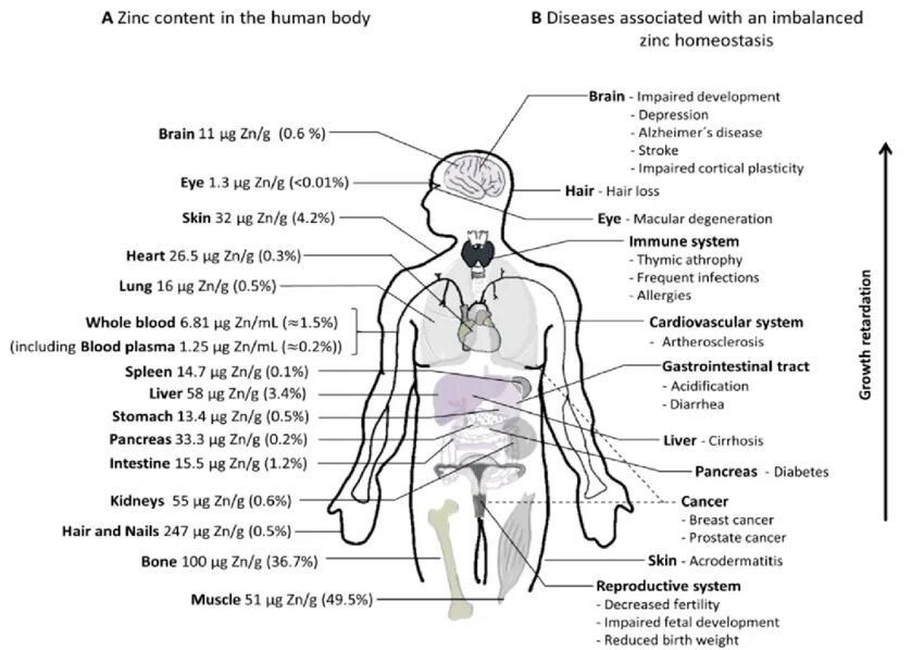 Zinc Human. Body Zinc. Human Health. The Nutrition value of the Human body. Diseases associated