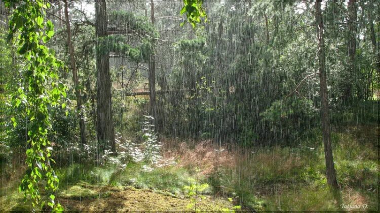 Rained ru. Ливень в лесу. Крупный дождь в лесу. Смешанные леса дождь. Дождливая Полянка.