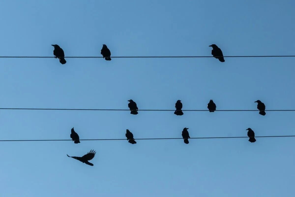 Птицы на проводах. Птицы сидят на проводах. Птицы на электропроводах. Ворона на проводах.