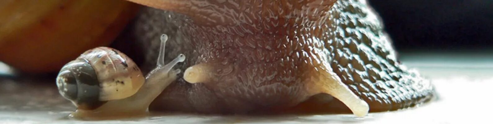 Пол улитки. Микроскопический организм похожий на улитку. Сифон у улитки. Как узнать улиток