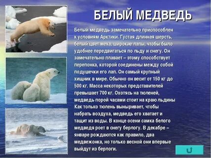В какой зоне живет белый медведь
