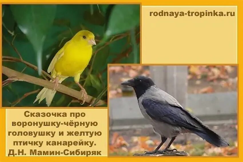 Канарейка сказка. Музыкальная канарейка бианки рисунок. Канарейка рисунок. Желтая птица на прозрачном фоне. Канарейка иллюстрация.