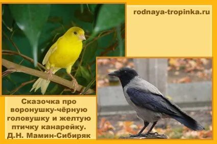 Сказка про воронушку и желтую канарейку