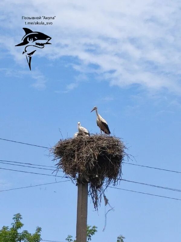 позывной акула телеграмм